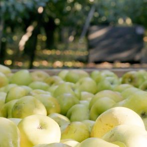Meet John Zivanovich: One of Our Local Apple Growers